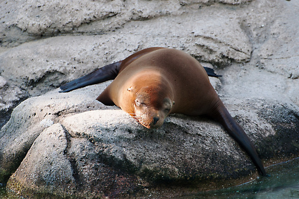 포토 JPG 해외이미지 동물 야생동물 포유류 동물원 사람없음 황무지 물개 해외202004 해외포토 바다동물 파일형식 이미지허브