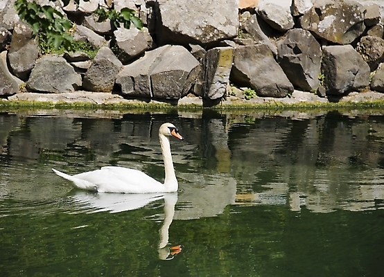 포토 JPG 해외이미지 주간 한마리 호수 사람없음 야외 백조 해외202004 해외포토 자연요소 1 조류 파일형식 이미지허브