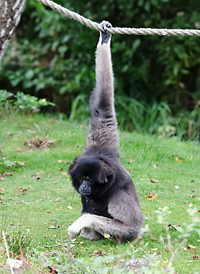 포토 JPG 해외이미지 동물 밧줄 포유류 자연 성인 사람없음 은색 해외202004 해외포토 줄 컬러 사람 생태계 파일형식 이미지허브