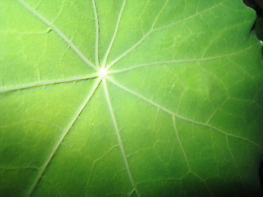 포토 JPG 해외이미지 식물 동물 열매 꽃 분홍색 곤충 과일 자연 사람없음 빨간색 초록색 여름 파란색 노란색 보라색 봄 체리 해외202004 해외포토 계절 컬러 생태계 파일형식 이미지허브