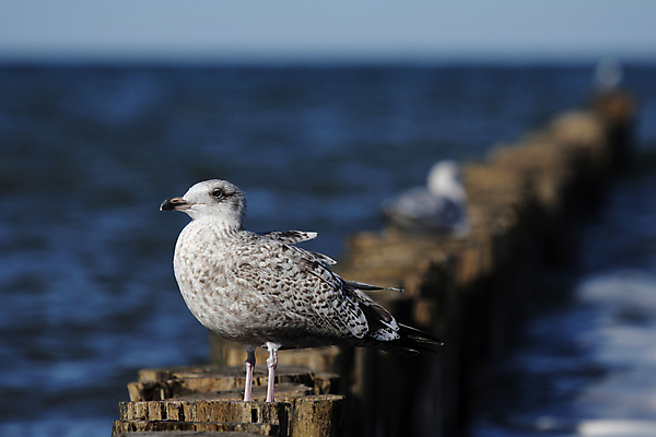 포토 JPG 해외이미지 동물 야생동물 새끼 바다 청소년 자연 갈매기 조류 앉기 사람없음 목재 물 흰색 방파제 물새 해외202004 해외포토 자연요소 나무 공공시설 컬러 재료 모션 사람 생태계 파일형식 이미지허브