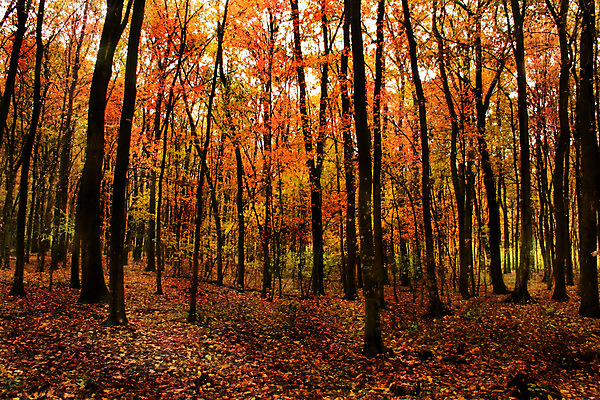 포토 JPG 해외이미지 나무 식물 계절 공원 길 줄기 잎 자연 휴식 풍경 사람없음 야외 목재 갈색 노란색 평화 환경 하이킹 달력 성장 가을 나뭇가지 시골 황금 숲 신비 오솔길 9월 11월 땅 장면 10월 내추럴 삼림지대 수목 재 해외202004 해외포토 공공시설 컬러 컨셉 재료 레저 날짜 생태계 파일형식 이미지허브