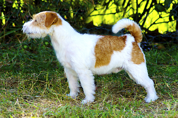 포토 JPG 해외이미지 동물 응시 공원 행복 컨셉 장난 부분 포유류 건강 서기 잔디 사람없음 야외 옆모습 반려동물 갈색 걷기 가축 활발 미니어처 에너지 코트 흰색 표현 거친 개 강아지 선탠 테리어 혀 사냥 여우 잭 송곳니 경보 기르기 유래 충실 해외202004 해외포토 식물 시선 공공시설 감정 뷰포인트 컬러 모션 모형 외투 입 치아 돌봄 파일형식 이미지허브