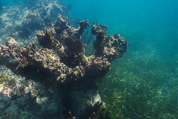 포토 JPG 해외이미지 야생동물 바다 학교 자연 열대 어류 풍경 사람없음 물 컬러풀 바닷속 수중 미국 다양 스노클링 산호 다이빙 암초 석호 깊이 동물상 소금물 이국적 해외202004 해외포토 자연요소 동물 교육 컬러 다수 북아메리카 조형물 수영 수중동물 수상스포츠 자포동물 생태계 수중스포츠 파일형식 이미지허브