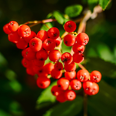포토 JPG 해외이미지 나무 식물 계절 열매 유럽 잎 오렌지 과일 자연 산 건강 사람없음 빨간색 초록색 약 정원 활발 나뭇가지 신선 다발 유기농 원예 칼로리 내추럴 숙성 식욕 신맛 재 그리너리 해외202004 해외포토 웰빙 나라 컬러 컨셉 의학 취미 맛 생태계 파일형식 트랜드컬러 이미지허브