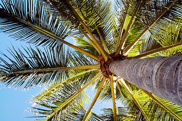 포토 JPG 해외이미지 나무 식물 백그라운드 잎 자연 손바닥 사람없음 초록색 노란색 정원 숲 큼 상승 코코넛 고립 직진 해외202004 해외포토 손 컬러 컨셉 과일 크기 생태계 파일형식 이미지허브