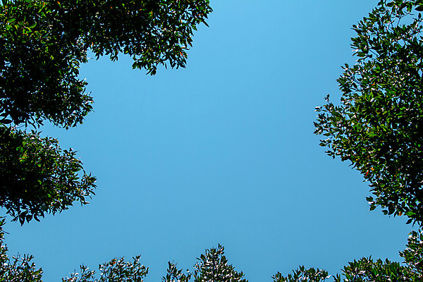 포토 JPG 해외이미지 나무 식물 공원 아시아 바다 여행 백그라운드 잎 태국 자연 하늘 휴가 풍경 사람없음 야외 초록색 물 여름 파란색 강 반사 환경 맑음 침묵 봄 흰색 나뭇가지 신선 보호 숲 큼 뿌리 내추럴 생태학 해외202004 해외포토 자연요소 계절 공공시설 교육 나라 컬러 컨셉 날씨 소리 크기 생태계 파일형식 이미지허브