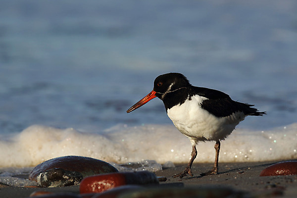 포토 JPG 해외이미지 동물 유럽 야생동물 모래 바다 자연 조류 독일 사람없음 물 검은색 흰색 물새 해외202004 해외포토 자연요소 나라 컬러 생태계 파일형식 이미지허브