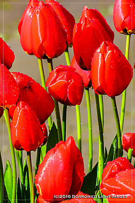 포토 JPG 해외이미지 꽃 줄기 풍경 사람없음 야외 빨간색 컬러풀 튤립 닫기 해외202004 해외포토 식물 컬러 모션 파일형식 이미지허브