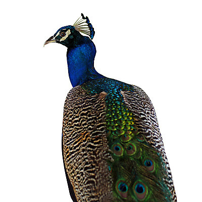 포토 JPG 해외이미지 동물 야생동물 백그라운드 날개 자연 조류 하늘 동물원 사람없음 야외 반려동물 자유 공작 깃털 해외202004 해외포토 컨셉 생태계 파일형식 이미지허브