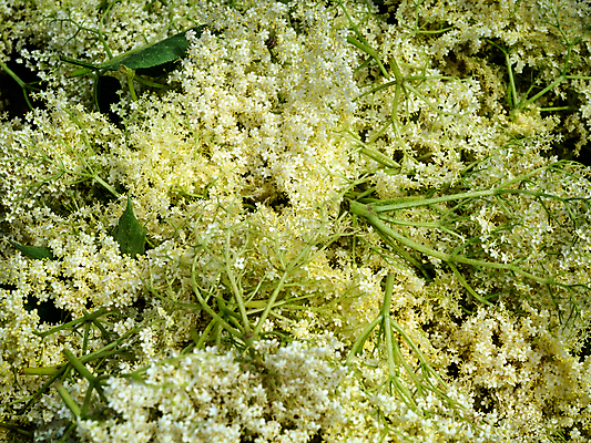 포토 JPG 해외이미지 식물 꽃 음식 백그라운드 과일 자연 건강 사람없음 초록색 여름 약 정원 벚꽃 흰색 신선 허브 내추럴 해외202004 해외포토 계절 컬러 의학 생태계 파일형식 이미지허브