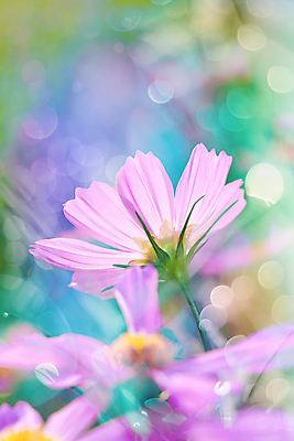 포토 JPG 해외이미지 식물 공원 꽃 분홍색 백그라운드 꽃무늬 자연 사람없음 야외 세로 여름 빛 환경 정원 활발 벚꽃 신선 개화 소프트포커스 코스모스 보케 내추럴 강렬 블러 해외202004 해외포토 계절 공공시설 컬러 컨셉 무늬 촬영기법 생태계 파일형식 이미지허브