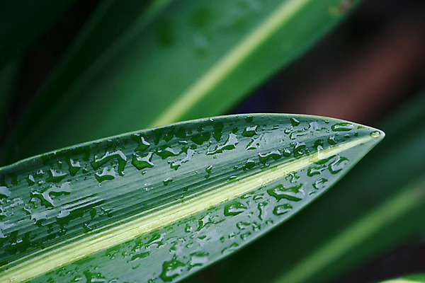 포토 JPG 해외이미지 식물 백그라운드 잎 자연 아침 사람없음 초록색 물 젖음 물방울 칼 이슬 수분 빗방울 해외202004 해외포토 주간 자연요소 컬러 비_날씨 생태계 파일형식 이미지허브