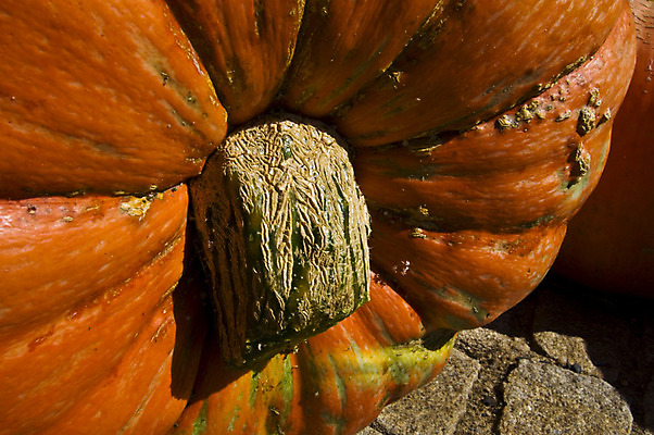 포토 JPG 해외이미지 모양 계절 길 음식 줄기 백그라운드 채소 오렌지 자연 호박 휴가 사람없음 장식 빛 반사 갈색 노란색 우주 정원 활발 할로윈 수확 성장 가을 축하 원형 시장 맛 오브젝트 싱글 날것 슛 박 10월 숙성 해외202004 해외포토 도형 식물 컬러 컨셉 농업 과일 날짜 생태계 파일형식 이미지허브