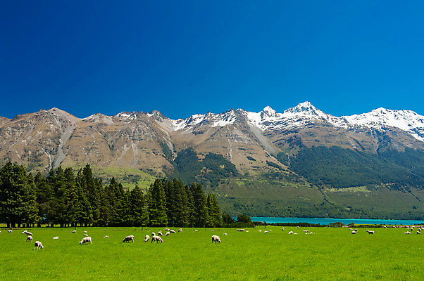 포토 JPG 해외이미지 동물 공원 밭 농업 포유류 자연 하늘 산 풍경 잔디 사람없음 야외 초록색 파란색 농장 농경지 계곡 얼음 봄 목장 흰색 시골 양 군중 언덕 알프스 뉴질랜드 장면 양고기 밭일 전국 절정 눈내림 해외202004 해외포토 자연요소 식물 계절 공공시설 유럽 산업 컬러 눈_날씨 육류 사람 오세아니아 생태계 파일형식 이미지허브