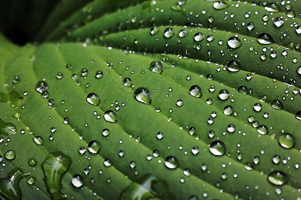 포토 JPG 해외이미지 잎 자연 아침 사람없음 초록색 물 계곡 흐름 가을 물방울 칼날 떨어짐 이슬 백합 드리블 해외202004 해외포토 주간 자연요소 식물 계절 꽃 컬러 컨셉 생태계 파일형식 이미지허브