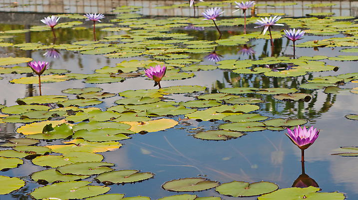 포토 JPG 해외이미지 식물 계절 꽃잎 꽃 호수 분홍색 잎 자연 연꽃 풍경 사람없음 빨간색 초록색 물 여름 반사 평화 귀여움 환경 정원 보라색 봄 벚꽃 연못 신선 우아함 백합 당구 심볼 순수 묘사 만족 반대 내추럴 해외202004 해외포토 자연요소 감정 컬러 컨셉 구기 생태계 파일형식 이미지허브