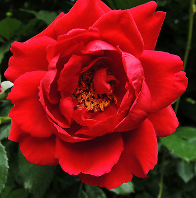 포토 JPG 해외이미지 식물 여자 기념일 꽃잎 꽃 분홍색 꽃다발 결혼 백그라운드 꽃무늬 패턴 자연 추상 발렌타인데이 사랑 사람없음 빨간색 물 여름 장미 정원 봄 젖음 벚꽃 흰색 생일 닫기 떨어짐 이슬 꽃봉오리 싱글 원예 질감 해외202004 해외포토 자연요소 계절 감정 컬러 컨셉 무늬 모션 데이이벤트 사람 이벤트 취미 생태계 파일형식 이미지허브