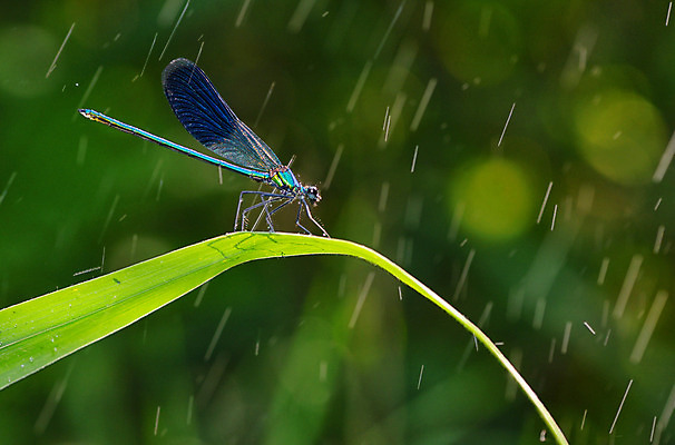 포토 JPG 해외이미지 동물 야생동물 곤충 절지류 날개 자연 휴식 생물 사람없음 초록색 파란색 봄 벌레 잠자리 숲 묘사 질감 부드러움 강렬 동물상 취급주의 해외202004 해외포토 계절 컬러 컨셉 경고 조형물 감각 생태계 파일형식 이미지허브