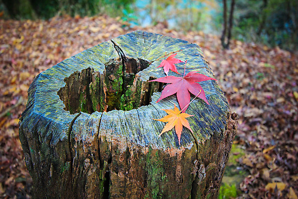 포토 JPG 해외이미지 나무 식물 계절 공원 실루엣 도로 여행 백그라운드 무지개 잎 패턴 자연 하늘 지붕 휴식 풍경 사람없음 빨간색 파란색 빛 컬러풀 햇빛 태양 정원 일본 활발 덮개 가을 나뭇가지 신선 보행로 닫기 숲 그늘 오솔길 강렬 해외202004 해외포토 자연요소 공공시설 아시아 길 컬러 컨셉 무늬 교통시설 모션 촬영기법 뚜껑 생태계 파일형식 이미지허브