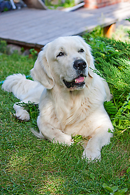 포토 JPG 해외이미지 동물 신체 포유류 자연 사람없음 야외 머리 개 리트리버 큼 래브라도리트리버 귀 거짓말 해외202004 해외포토 신체부위 크기 생태계 파일형식 이미지허브