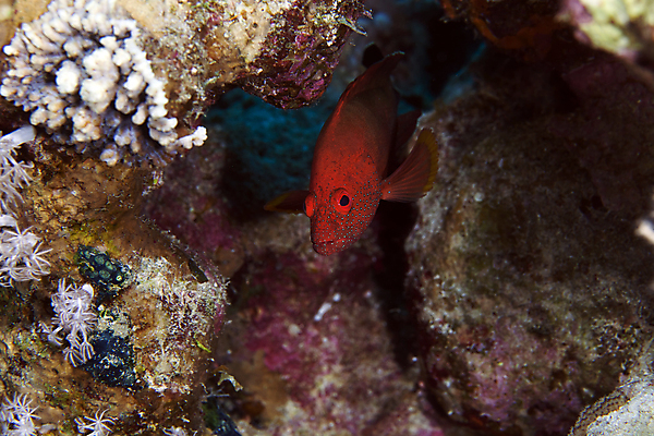 포토 JPG 해외이미지 동물 야생동물 바다 백그라운드 학교 자연 바닥 이집트 어류 사람없음 빨간색 초록색 물 파란색 빛 컬러풀 태양 환경 수중 광선 산호 아래 생태계 소금 부드러움 암초 대서양 내추럴 소금물 이국적 해외202004 해외포토 자연요소 교육 컬러 아프리카 수중동물 감각 자포동물 방향 위치 파일형식 이미지허브