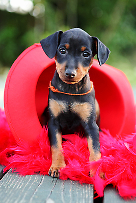 포토 JPG 해외이미지 동물 응시 여자 남자 포유류 자연 친절 실내 사람없음 빨간색 초록색 반려동물 갈색 귀여움 검은색 봄 활발 미니어처 관찰 개 강아지 작음 만족 노려봄 송곳니 기르기 미니 유래 해외202004 해외포토 시선 계절 감정 컬러 컨셉 모션 표정 사람 내부 모형 치아 크기 생태계 돌봄 파일형식 이미지허브