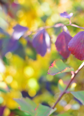 포토 JPG 해외이미지 식물 계절 행복 분홍색 백그라운드 컨셉 잎 자연 추상 사람없음 야외 초록색 파란색 빛 컬러풀 노란색 정원 맑음 보라색 가을 축하 보케 내추럴 블러 해외202004 해외포토 감정 컬러 무늬 날씨 생태계 파일형식 이미지허브