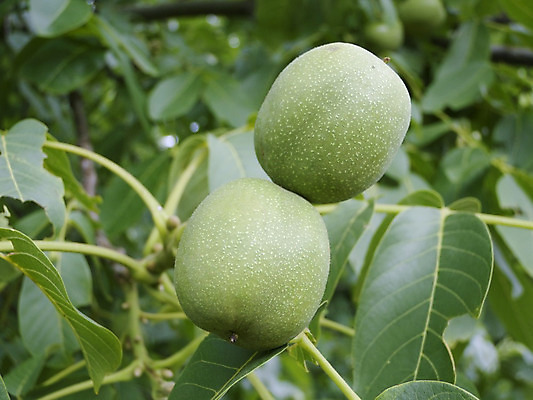 포토 JPG 해외이미지 나무 계절 잎 과일 자연 씨앗 사람없음 초록색 여름 견과류 껍질 유기농 호두 꼬투리 해외202004 해외포토 식물 웰빙 컬러 생태계 파일형식 이미지허브