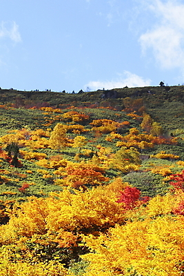 포토 JPG 해외이미지 나무 식물 계절 아시아 단풍 잎 자연 하늘 산 풍경 사람없음 야외 목재 컬러풀 노란색 일본 가을 숲 수평선 해외202004 해외포토 나라 컬러 재료 생태계 파일형식 이미지허브