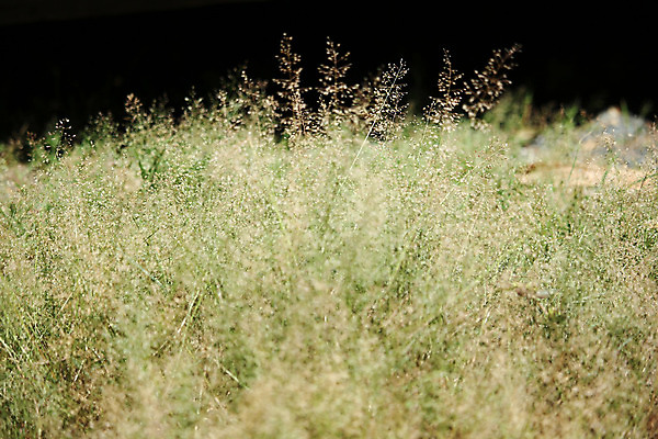 포토 JPG 해외이미지 식물 꽃 백그라운드 밭 자연 풍경 사람없음 초록색 여름 태양 환경 정원 봄 데이지 해외202004 해외포토 자연요소 계절 컬러 농업 생태계 파일형식 이미지허브