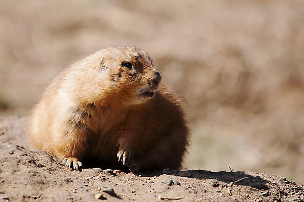 포토 JPG 해외이미지 동물 응시 야생동물 포즈 포유류 자연 수염 바닥 털 동물원 서기 경비 사람없음 갈색 설치류 작음 먹기 공포 먼지 경보 땅바닥 땅파기 주목 해외202004 해외포토 시선 컬러 모션 안전 보호 크기 생태계 파일형식 이미지허브