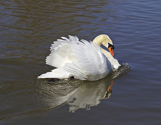 포토 JPG 해외이미지 주간 한마리 호수 사람없음 야외 백조 해외202004 해외포토 자연요소 1 조류 파일형식 이미지허브
