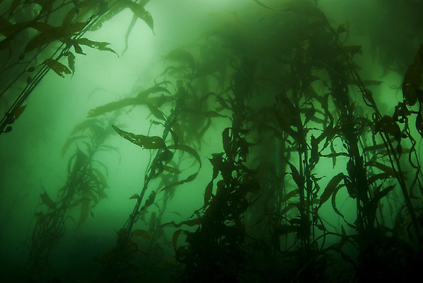 포토 JPG 해외이미지 식물 바다 백그라운드 잎 사람없음 초록색 물 갈색 수중 해조류 숲 생물학 캘리포니아 태평양 다시마 소금물 침몰 해외202004 해외포토 자연요소 교육 컬러 미국 해양식물 파일형식 이미지허브