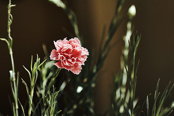 포토 JPG 해외이미지 꽃 사람없음 카네이션 해외202004 해외포토 식물 파일형식 이미지허브