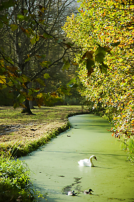 포토 JPG 해외이미지 나무 동물 계절 공원 야생동물 잎 자연 조류 오리 사람없음 야외 초록색 물 강 정원 수영 고요 가을 개울 숲 백조 물새 단아함 해외202004 해외포토 자연요소 식물 공공시설 컬러 수상스포츠 생태계 파일형식 이미지허브