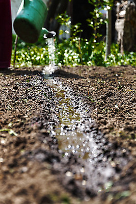 포토 JPG 해외이미지 식물 계절 음식 컨셉 잎 농업 채소 자연 새로움 씨앗 사람없음 초록색 물 여름 농장 새싹 환경 정원 흙 봄 젖음 수확 성장 신선 붓기 캔 떨어짐 땅 물주기 유기농 원예 복고 뿌리 먼지 분무기 땅바닥 모종 묘목 생태학 소셜네트워크 세련 효과 해외202004 해외포토 자연요소 나무 웰빙 교육 산업 컬러 모션 바닥 취미 생태계 파일형식 이미지허브