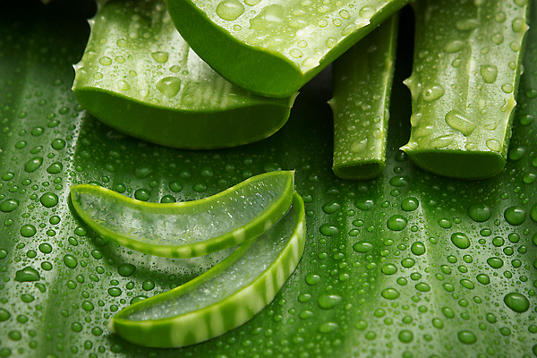 포토 JPG 해외이미지 사람없음 주름 씻기 빨래 소중 세제 피부관리 슬라이스 수분크림 알로에 위생관리 노화 디톡스 알로에베라 해외202004 해외포토 식물 컨셉 가사 건강 관리 뷰티 청결 화장품 파일형식 이미지허브