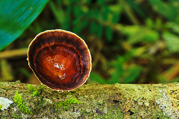 포토 JPG 해외이미지 나무 식물 계절 음식 백그라운드 잎 패턴 오렌지 태국 자연 벽지 건강 이끼 사람없음 목재 빨간색 초록색 빛 노란색 새싹 버섯 봄 가을 신선 숲 허브 유기농 질감 내추럴 곰팡이 땅바닥 삼림지대 썩음 캡모자 해외202004 해외포토 모자_잡화 웰빙 아시아 컬러 무늬 과일 재료 바닥 생태계 파일형식 이미지허브
