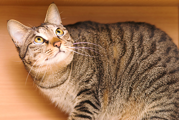 포토 JPG 해외이미지 동물 응시 행복 장난 포유류 수염 주택 털 실내 사랑 앉기 사람없음 반려동물 머리 귀여움 고양이 줄무늬 회색 흰색 입 모피 호기심 코 꼬리 귀 부드러움 솜털 리빙 숨김 양발 해외202004 해외포토 시선 감정 컬러 컨셉 무늬 모션 내부 건물 신체부위 감각 파일형식 이미지허브