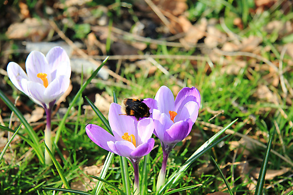 포토 JPG 해외이미지 식물 계절 꽃 곤충 전구 자연 사람없음 초록색 태양 정원 보라색 봄 신선 작음 자주색 벌 묘사 부활 해외202004 해외포토 자연요소 동물 컬러 크기 생태계 파일형식 이미지허브