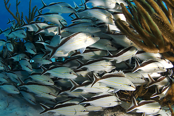 포토 JPG 해외이미지 동물 모래 바다 학교 어류 사람없음 물 수중 수영 산호 보호 육식동물 대서양 바하마 소금물 해외202004 해외포토 자연요소 교육 컨셉 수중동물 수상스포츠 자포동물 파일형식 이미지허브