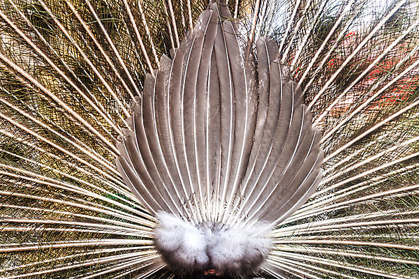 포토 JPG 해외이미지 동물 남자 야생동물 백그라운드 패턴 자연 조류 사람없음 컬러풀 머리 우아함 공작 깃털 꼬리 목 해외202004 해외포토 컬러 컨셉 무늬 사람 신체부위 생태계 파일형식 이미지허브