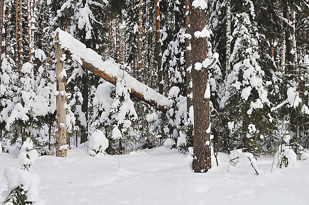 포토 JPG 해외이미지 나무 계절 줄기 크리스마스 겨울 자연 날씨 휴식 왕관 풍경 사람없음 야외 목재 빛 냉동 추위 흰색 나뭇가지 시골 신선 소나무 숲 순수 즐거움 서리 러시아 전나무 자작나무 해외202004 해외포토 식물 기념일 감정 유럽 컬러 컨셉 재료 생태계 파일형식 이미지허브