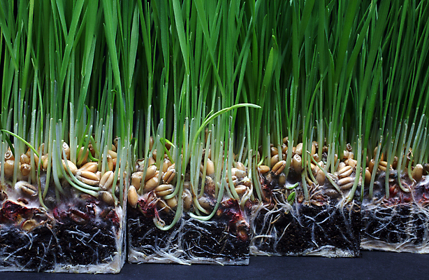 포토 JPG 해외이미지 식물 손 줄기 컨셉 잎 농업 비즈니스 자연 아이디어 손바닥 사람없음 초록색 물 흙 성장 잡기 붓기 이슬 작음 밀 유기농 상승 개발 고립 돌봄 세련 귀리 해외202004 해외포토 자연요소 웰빙 산업 컬러 모션 곡류 신체부위 크기 생태계 파일형식 이미지허브