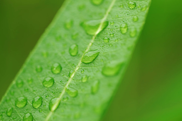 포토 JPG 해외이미지 식물 선 백그라운드 잎 패턴 자연 벽지 표면 추상 사람없음 초록색 물 여름 반사 환경 봄 거품 젖음 물방울 신선 투명 액체 떨어짐 빨래 이슬 빗방울 허브 묘사 유기농 질감 내추럴 떠남 생태학 해외202004 해외포토 자연요소 웰빙 계절 교육 컬러 컨셉 가사 무늬 모션 비_날씨 생태계 파일형식 이미지허브