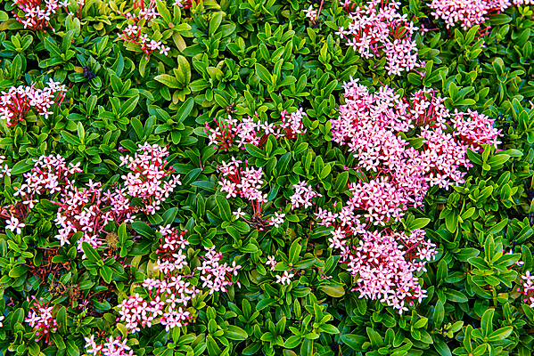 포토 JPG 해외이미지 나무 식물 공원 꽃 백그라운드 잎 꽃무늬 패턴 자연 사람없음 야외 빨간색 초록색 여름 환경 정원 봄 성장 나뭇가지 신선 군중 숲 유기농 질감 스파이크 내추럴 생태학 인공 많음 해외202004 해외포토 웰빙 계절 공공시설 교육 컬러 컨셉 무늬 사람 생태계 파일형식 이미지허브