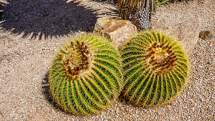 포토 JPG 해외이미지 모양 식물 지구 모래 공 자연 선인장 건조 통 사람없음 초록색 정원 사막 성장 뜨거움 원형 황금 위험 척추 묘사 애리조나 내추럴 해외202004 해외포토 도형 컬러 컨셉 뼈 미국 생태계 파일형식 이미지허브