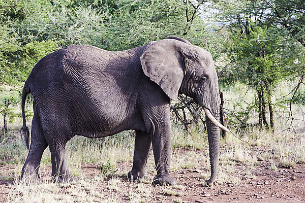 포토 JPG 해외이미지 주간 나무 동물 1 여자 야생동물 선 포유류 가족 아프리카 자연 코끼리 사람없음 야외 가로 걷기 아기 그룹 소 군중 큼 사파리 리더 케냐 내추럴 동물상 보츠와나 사바나 초식 해외202004 해외포토 자연요소 식물 나라 관계 모션 사람 조형물 크기 생태계 파일형식 이미지허브