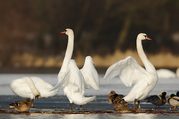 포토 JPG 해외이미지 주간 호수 여러마리 사람없음 야외 아웃포커스 백조 날갯짓 청둥오리 해외202004 해외포토 자연요소 다수 조류 오리 촬영기법 파일형식 이미지허브